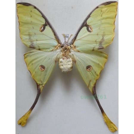 Argema mimosae (Boisduval 1847) female ex. pupa Kenya 109mm58b